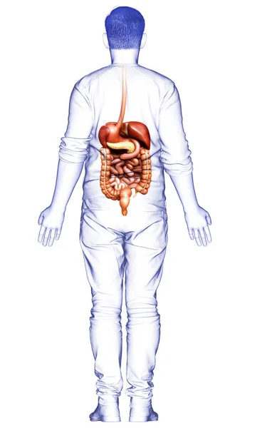 Візуалізована Медично Точна Ілюстрація Чоловічого Травного Циклу — стокове фото