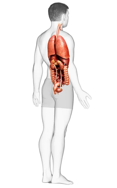 Reso Illustrazione Clinicamente Accurata Organi Interni Maschili — Foto Stock