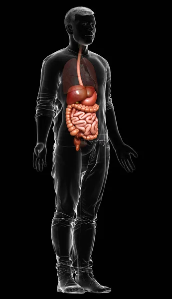 Renderizado Ilustración Médicamente Precisa Sistema Digestivo Masculino —  Fotos de Stock