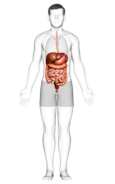 Rendu Illustration Médicalement Exacte Syste Digestif Masculin — Photo