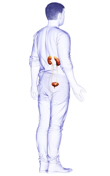 Gerenderte Medizinisch Korrekte Darstellung Der Nieren — Stockfoto