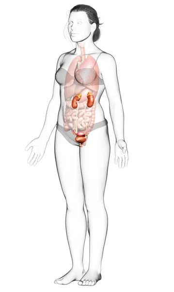 3D制作的女性肾脏医学上准确的图解 — 图库照片