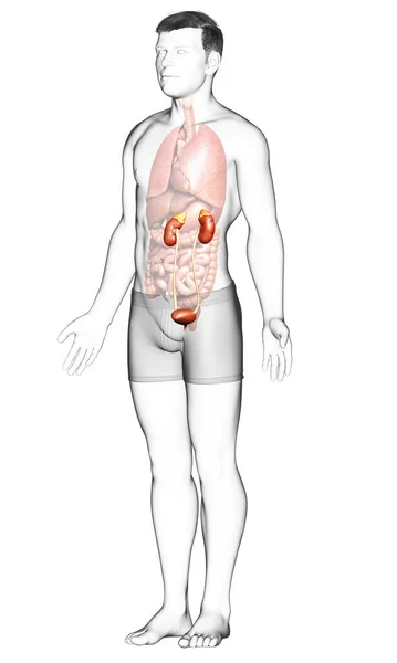 Weergegeven Medisch Nauwkeurige Illustratie Van Nieren — Stockfoto