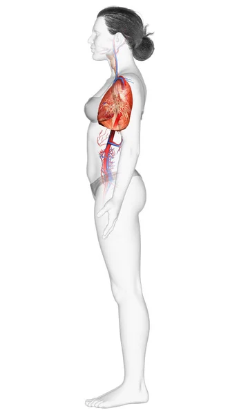 Weergegeven Medisch Nauwkeurige Illustratie Van Een Vrouwelijke Long Anatomie — Stockfoto