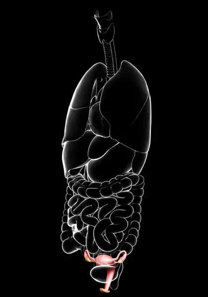 Medisch Nauwkeurige Illustratie Van Vrouwelijke Baarmoeder Anatomie — Stockfoto