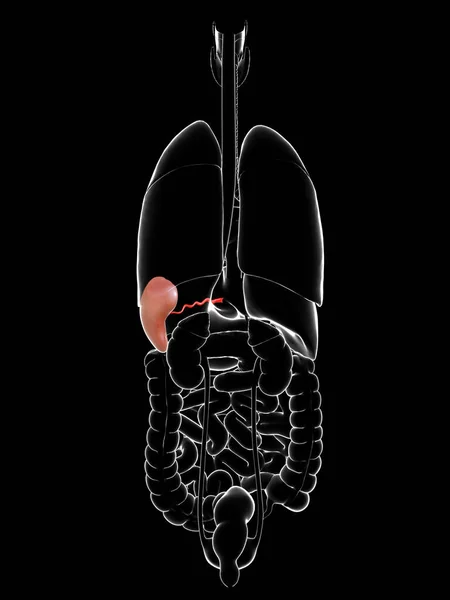 Медично Точна Ілюстрація Spleen Anatomy — стокове фото