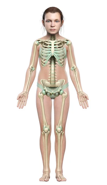 3Dレンダリングされた若い女の子の骨格系の医学的に正確なイラスト — ストック写真
