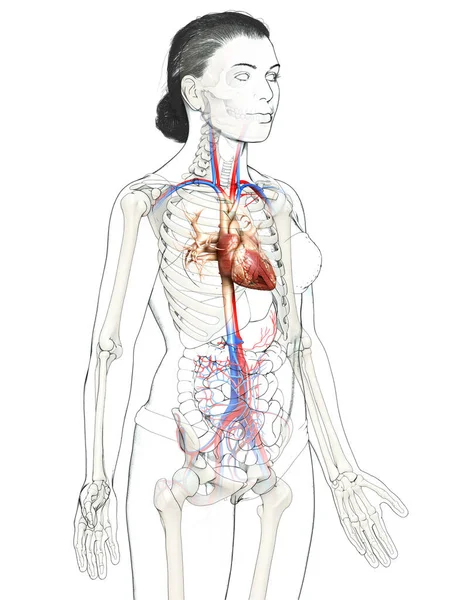 Gjorde Medicinskt Korrekt Illustration Kvinnligt Hjärta — Stockfoto