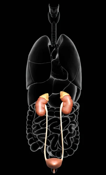 Utförd Medicinskt Korrekt Illustration Njurar Och Urinvägar — Stockfoto