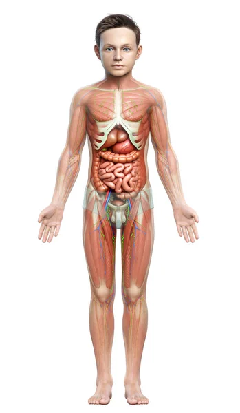 Görs Medicinskt Korrekt Den Manliga Anatomin — Stockfoto