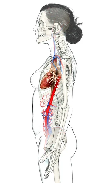 Renderizado Ilustración Médicamente Precisa Del Corazón Femenino —  Fotos de Stock