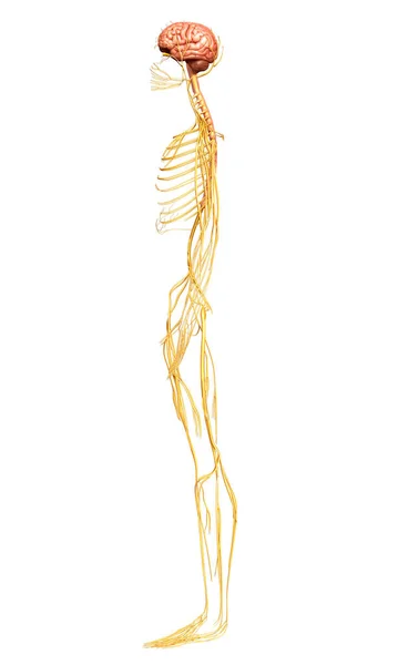 Ilustrarea Corectă Din Punct Vedere Medical Sistemului Nervos — Fotografie, imagine de stoc
