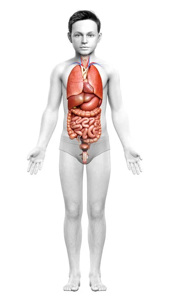 3D对男孩内脏器官进行了准确的医学描述 — 图库照片