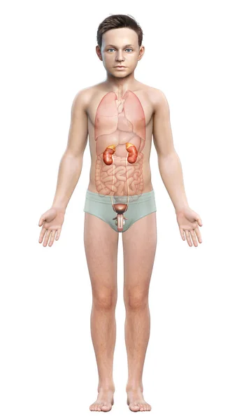 Rendered Medically Accurate Illustration Young Boy Kidneys Anatomy — Stock Photo, Image