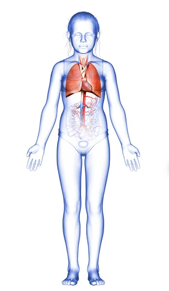 Weergegeven Medisch Nauwkeurige Illustratie Van Een Jong Meisje Long Anatomie — Stockfoto