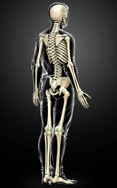 Αποδίδεται Ιατρικά Ακριβή Απεικόνιση Ενός Ανδρικού Σκελετού Σύστημα — Φωτογραφία Αρχείου