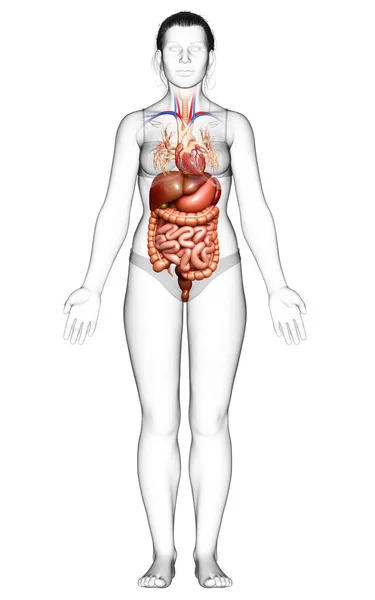 Renderizado Ilustración Médicamente Precisa Del Sistema Digestivo Femenino Corazón —  Fotos de Stock