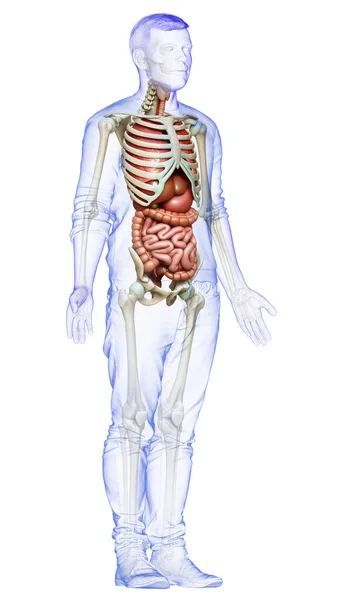 Diberikan Secara Medis Akurat Ilustrasi Laki Laki Internal Organ Dan — Stok Foto