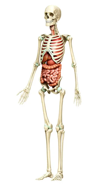 Rendered Medically Accurate Illustration Internal Organs Skeleton System — Stock Photo, Image