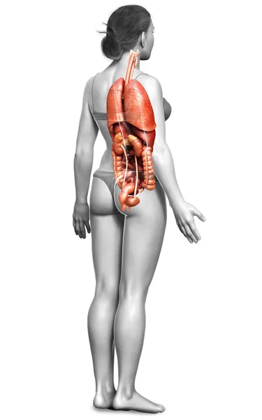 Rendered Medically Accurate Illustration Female Internal Organs — Stock Photo, Image