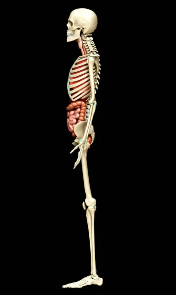Тривимірна Медично Точна Ілюстрація Внутрішніх Органів Скелетної Системи — стокове фото