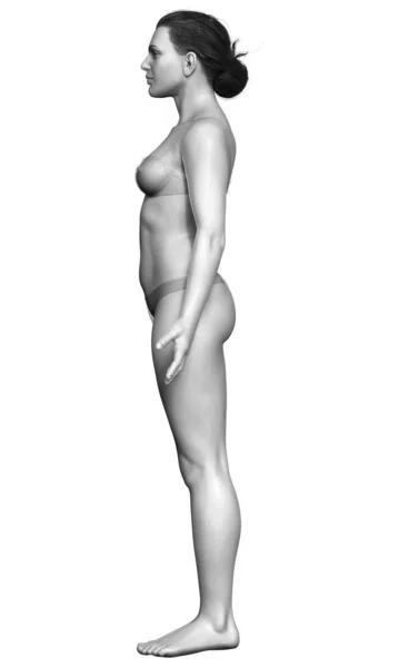 Трехмерная Иллюстрация Женского Тела — стоковое фото