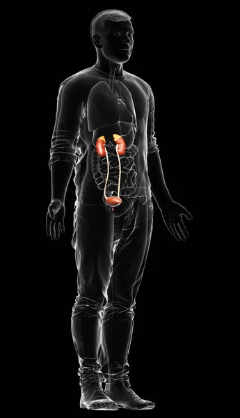 Reso Illustrazione Clinicamente Accurata Dei Reni — Foto Stock