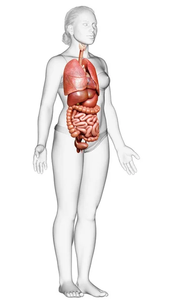 3D对女性内脏器官进行了准确的医学描述 — 图库照片