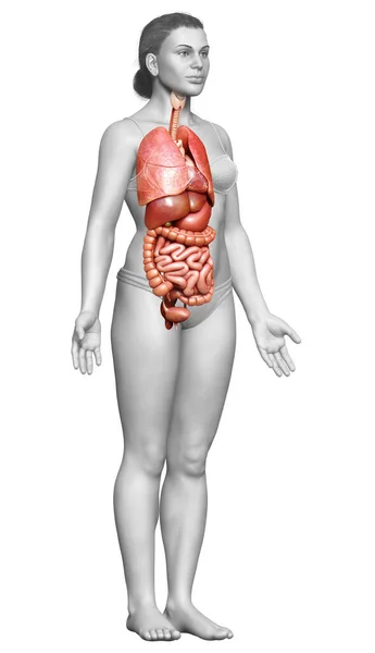 Renderizado Ilustración Médicamente Precisa Órganos Internos Femeninos —  Fotos de Stock