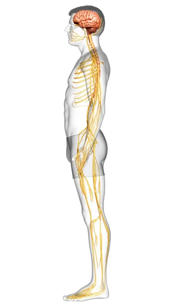 3D对男性神经系统进行了精确的医学描述 — 图库照片