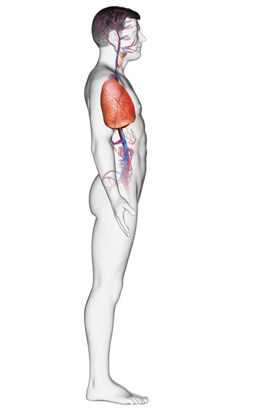 Renderizado Ilustración Médicamente Precisa Una Anatomía Pulmonar Masculina — Foto de Stock