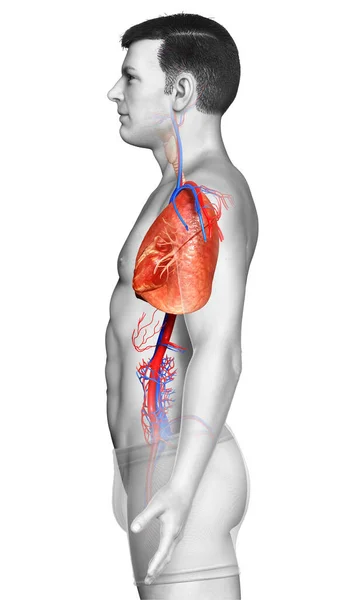 Gerenderte Medizinisch Korrekte Darstellung Einer Männlichen Lungenanatomie — Stockfoto