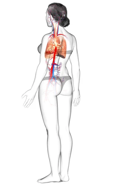 3D绘制的 医学上准确的女性肺解剖学图像 — 图库照片