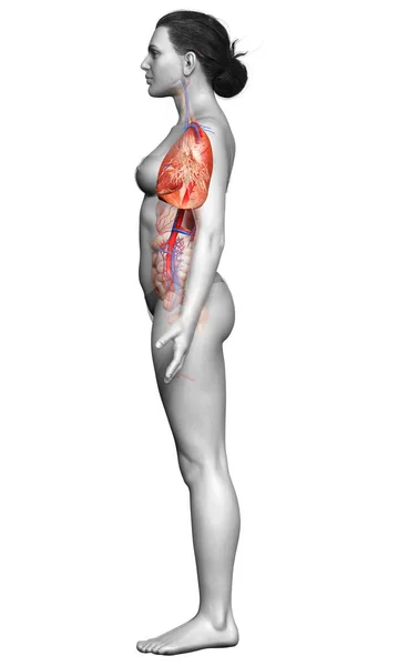 Weergegeven Medisch Nauwkeurige Illustratie Van Een Vrouwelijke Long Anatomie — Stockfoto