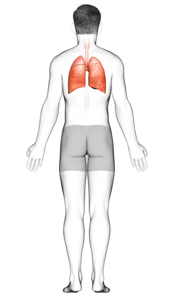 Renderizado Ilustración Médicamente Precisa Una Anatomía Pulmonar Masculina — Foto de Stock