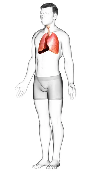 Rendered Medically Accurate Illustration Male Lung Anatomy — Stock Photo, Image