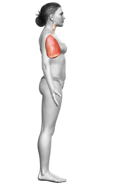 Renderowana Medycznie Dokładna Ilustracja Kobiecej Anatomii Płuc — Zdjęcie stockowe