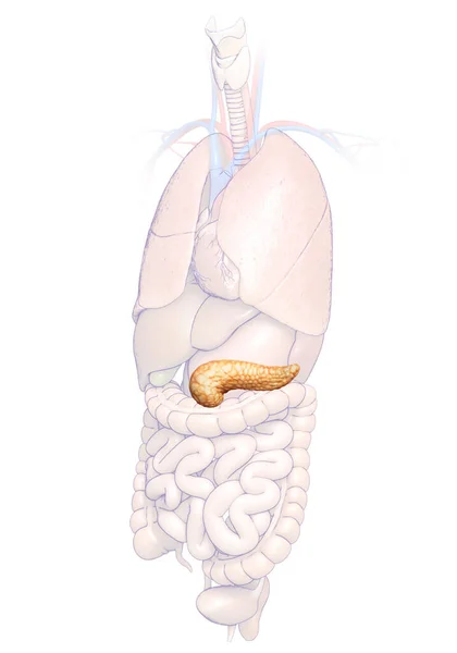 Rendu Illustration Médicalement Précise Pancréas — Photo