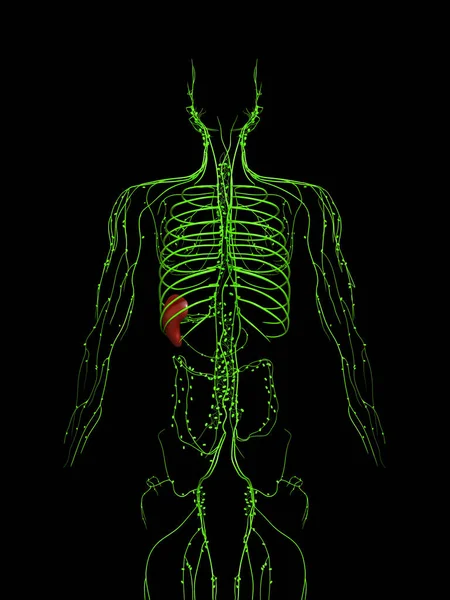 Rendered Medically Accurate Illustration Lymphatic System — Stock Photo, Image