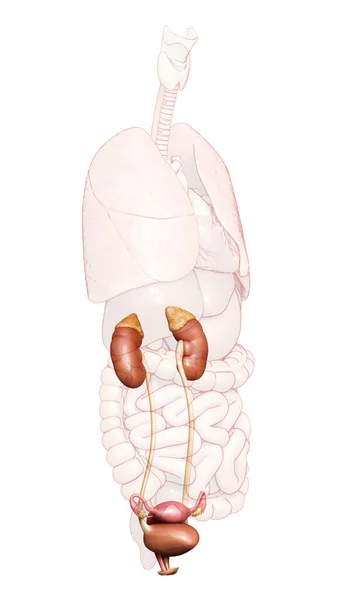 Renderade Medicinskt Korrekt Illustration Kvinnliga Njurarna Och Urinvägarna — Stockfoto