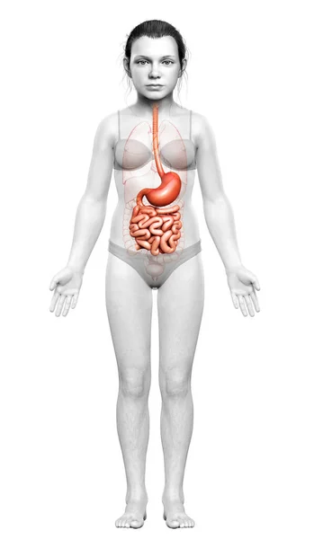 Renderizado Ilustração Medicamente Precisa Estômago Menina Jovem Intestino Delgado — Fotografia de Stock