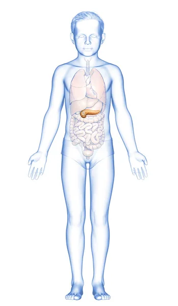 3D图像 一个年轻女孩胰腺的精确的医学图像 — 图库照片