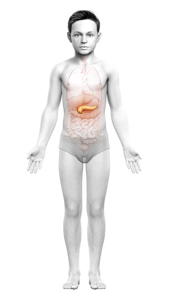 렌더링된 의학적으로 췌장의 — 스톡 사진