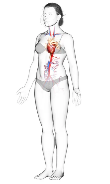 Reso Illustrazione Clinicamente Accurata Del Cuore Femminile — Foto Stock