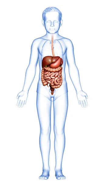 Renderizado Ilustración Médicamente Precisa Niño Sistema Digestivo — Foto de Stock