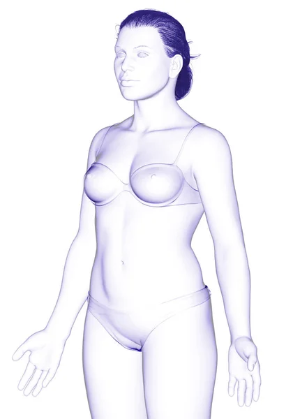 Gerenderte Illustration Des Weiblichen Körpers — Stockfoto