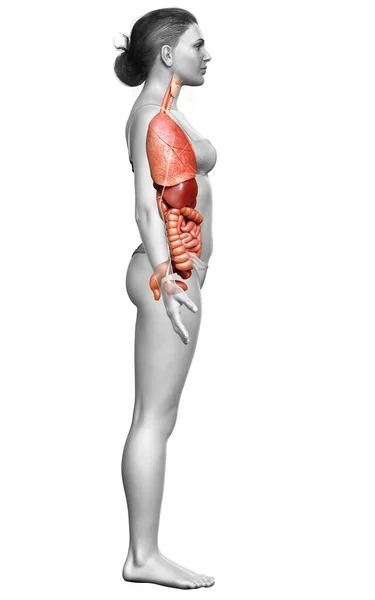 여성의 내장을 의학적으로 정확하게 묘사하였다 — 스톡 사진