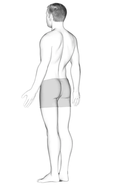 男性の体の3Dレンダリングイラスト — ストック写真