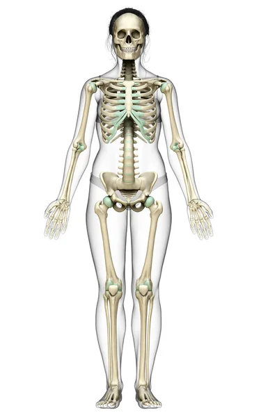 Gerenderte Medizinisch Korrekte Darstellung Eines Weiblichen Skelettsystems — Stockfoto