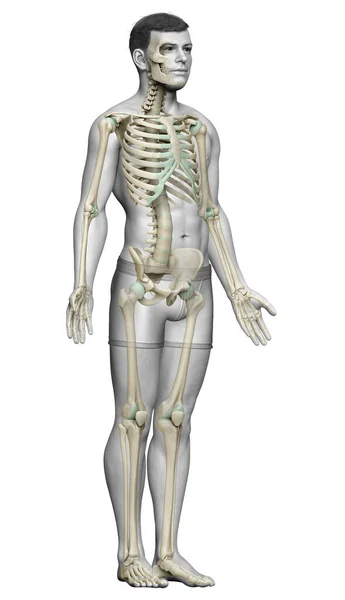 3Dレンダリングされた男性の骨格系の医学的に正確なイラスト — ストック写真